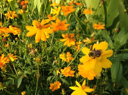 Bumblebee & Flowers on E 17th Street