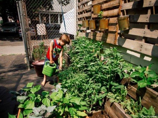 Healing Herb Garden via Sustainable Flatbush on FB