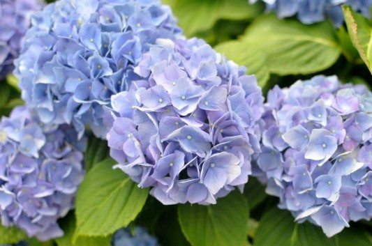 Hydrangeas on Westminster Road