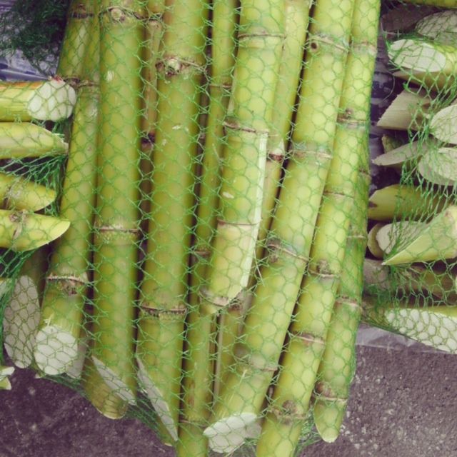 sugarcane island