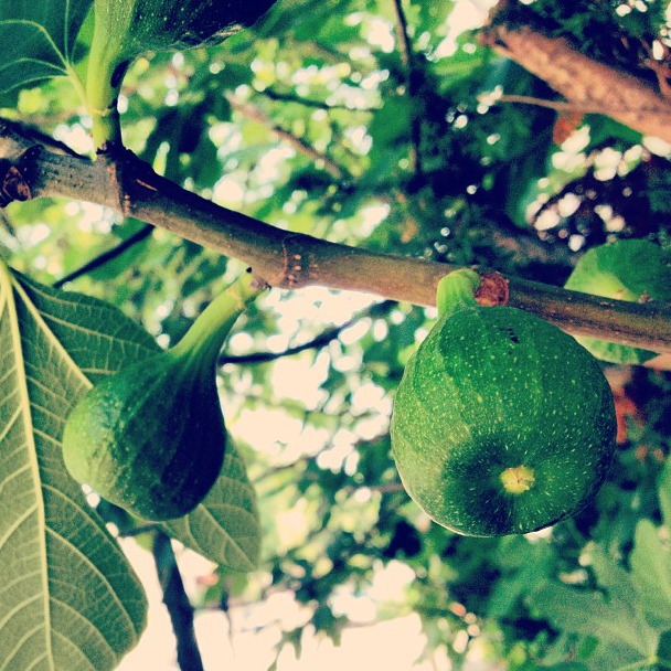 Photo Of The Day: Figs