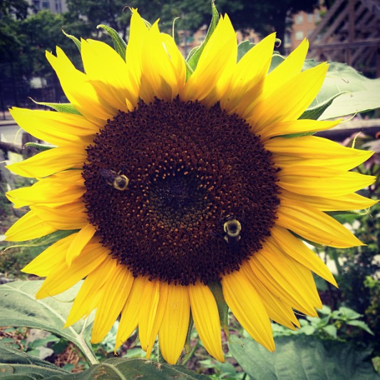 Bees on a Sunflower at the Old Stone House