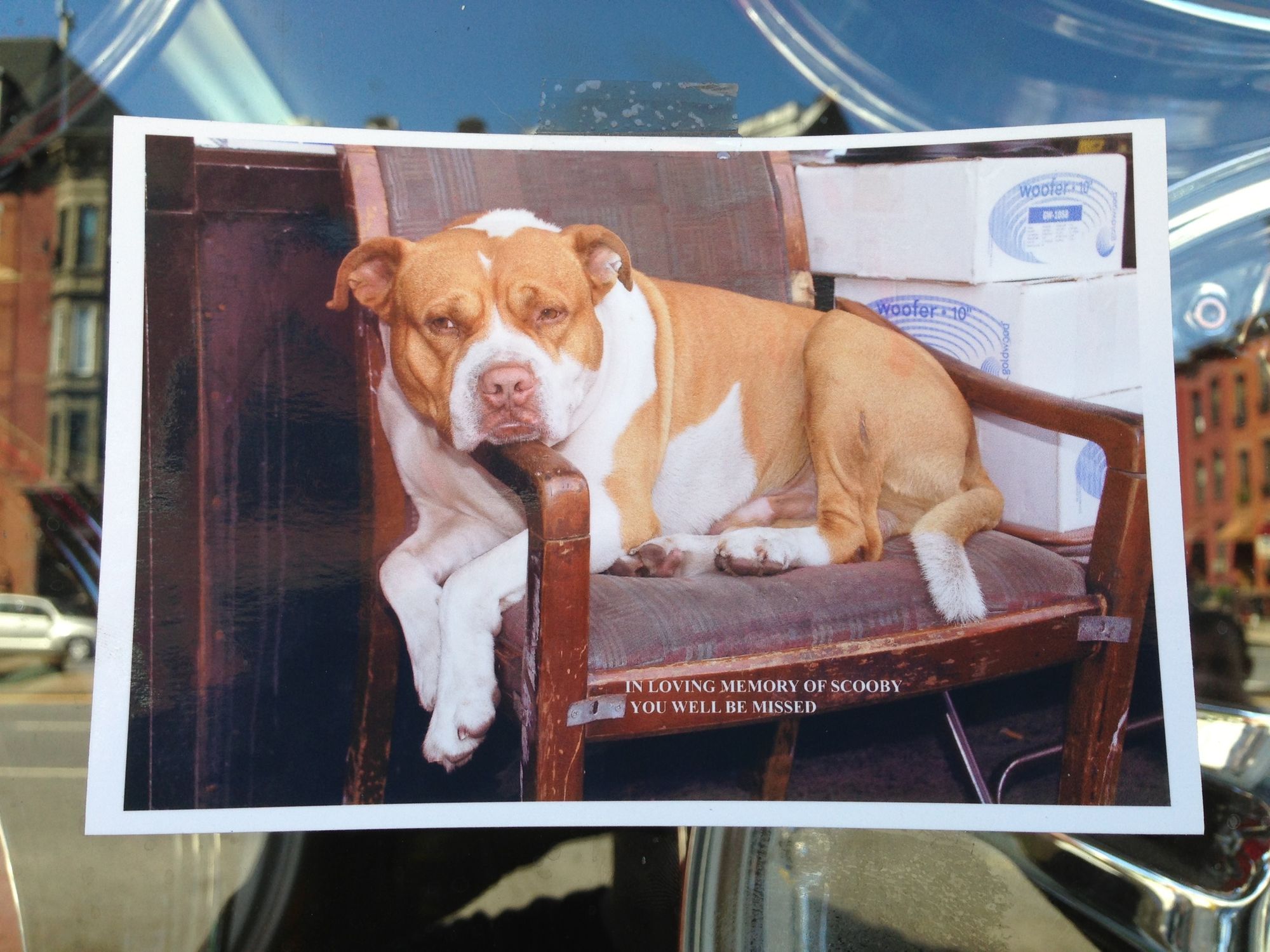 4th Avenue Tire Shop Says Goodbye To Beloved Dog