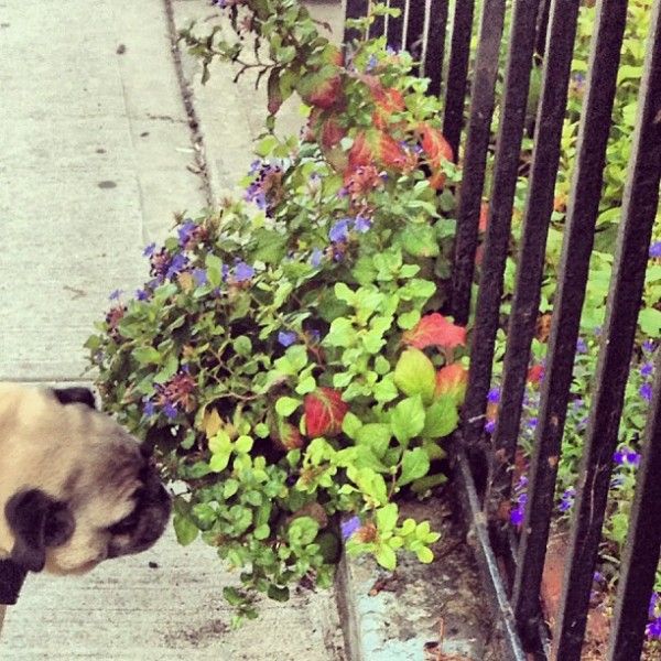 Pug By Fence