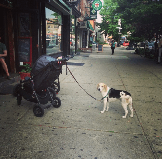 cortelyou dog via ditmasparkcorner