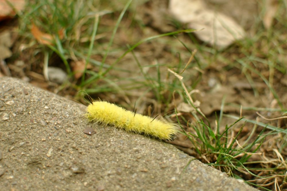 dpc_fuzzy_caterpillar by Mary Bakija