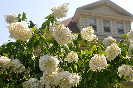 Hydrangea on Glenwood