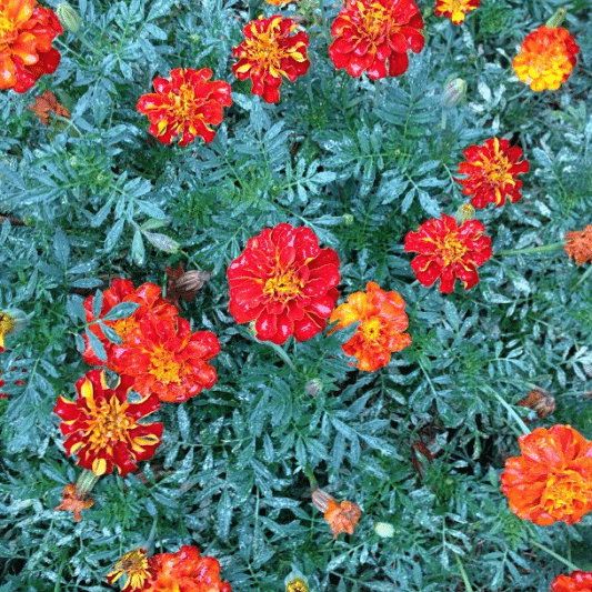 Marigolds