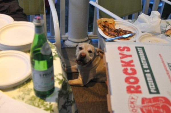 Pizza Challenge: Dog Taster