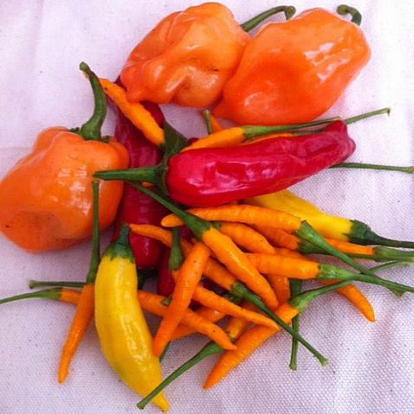 hot peppers ps 295