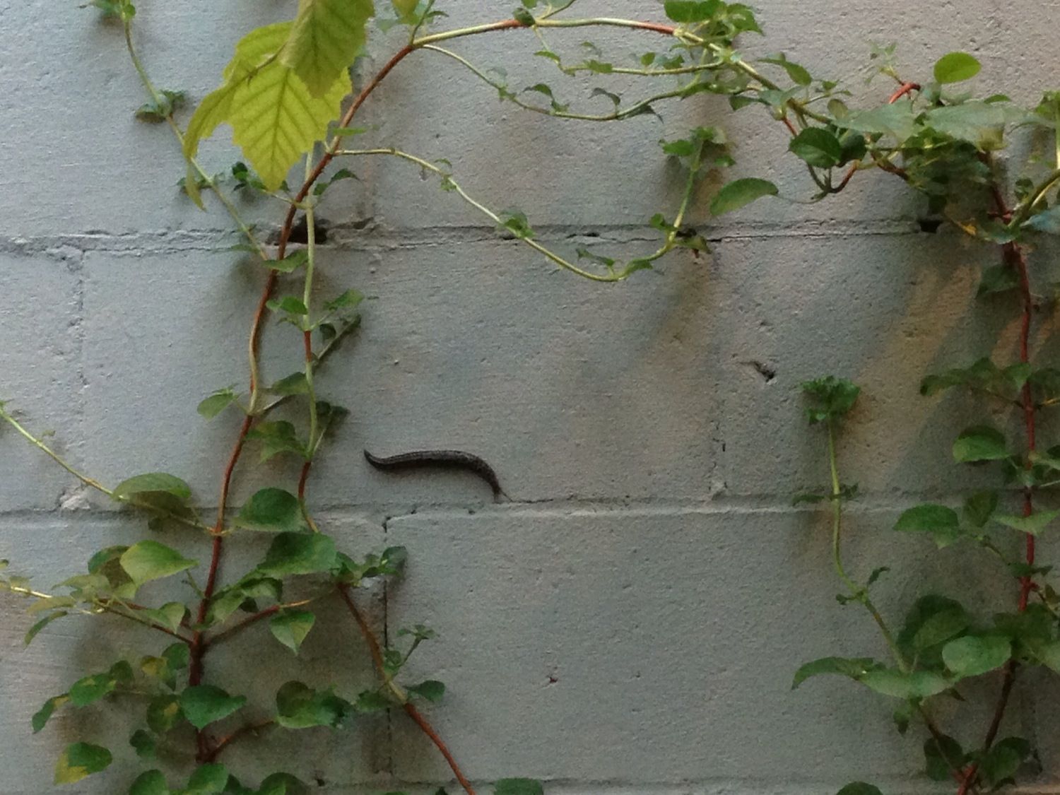 slug at the farm by rubina yeh