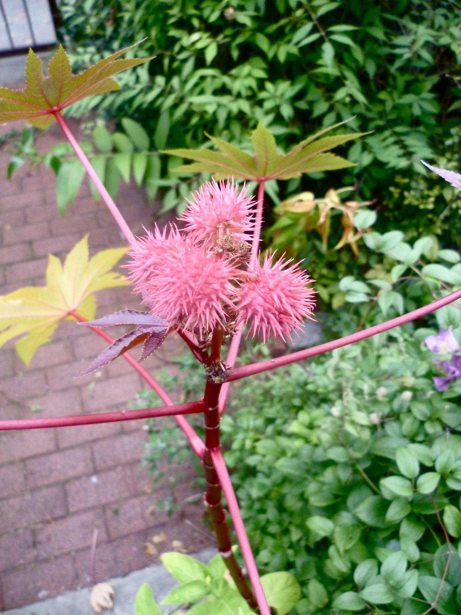 castor bean plant by donald loggins