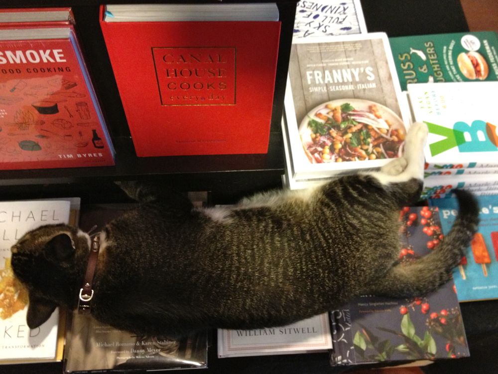 Tiny the cat at Community Bookstore