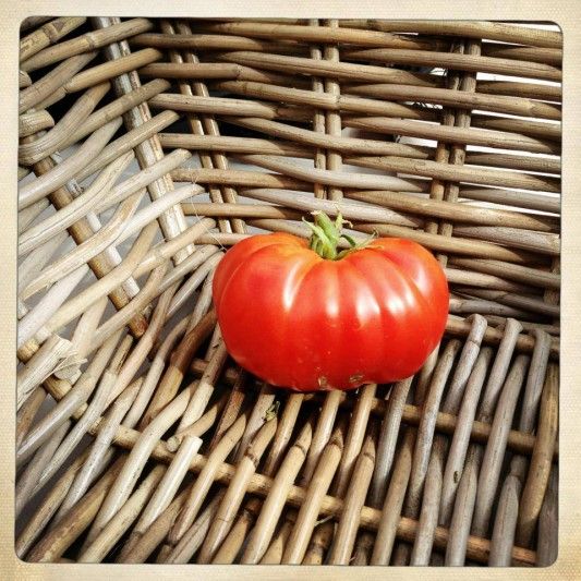 school garden tomato via PS 295