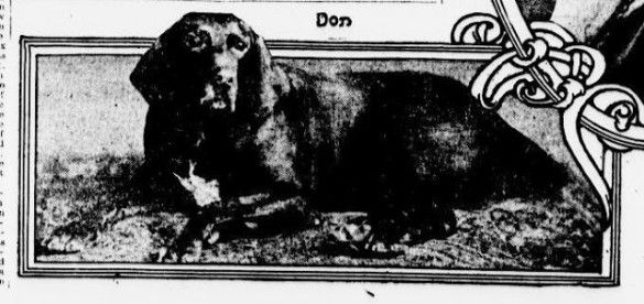 Don, the talking dog. (Source: New York Evening World via The Bowery Boys