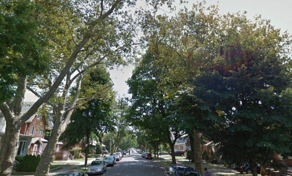 The tall trees that line East 17th Street (Source: Google Maps)