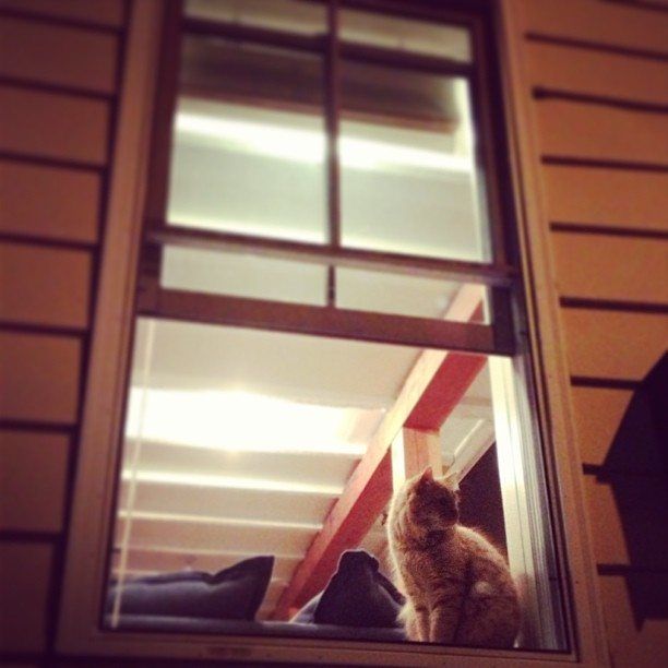 Photo Of The Day: Watchcat