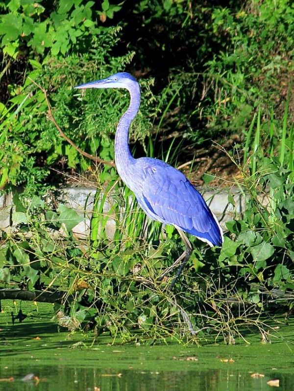 Great Blue Heron via Steven McGill