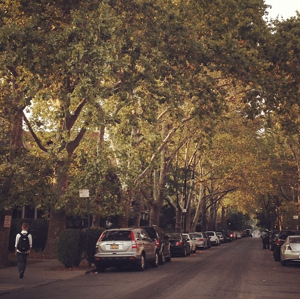 street with trees by _raindear