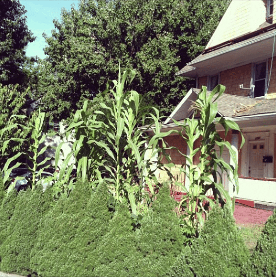 corn stalks by juliakconley