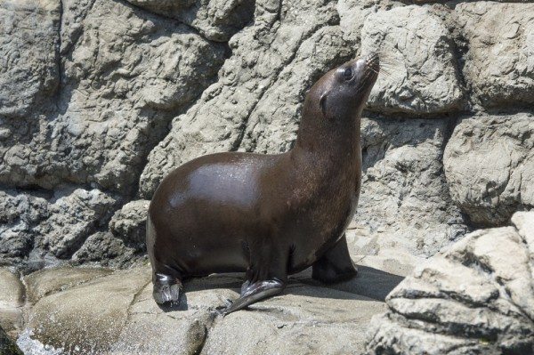 New Sea Lion Pup at Prospect Park Zoo, photo by Julie Larsen Maher/WCS