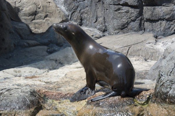 New Sea Lion Pup at Prospect Park Zoo, photo by Julie Larsen Maher/WCS