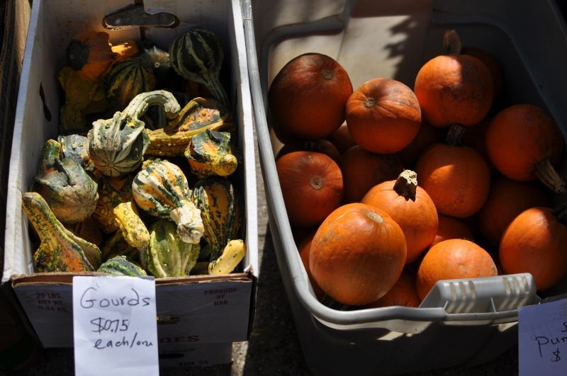 Gourds at the Cortelyou Greenmarket