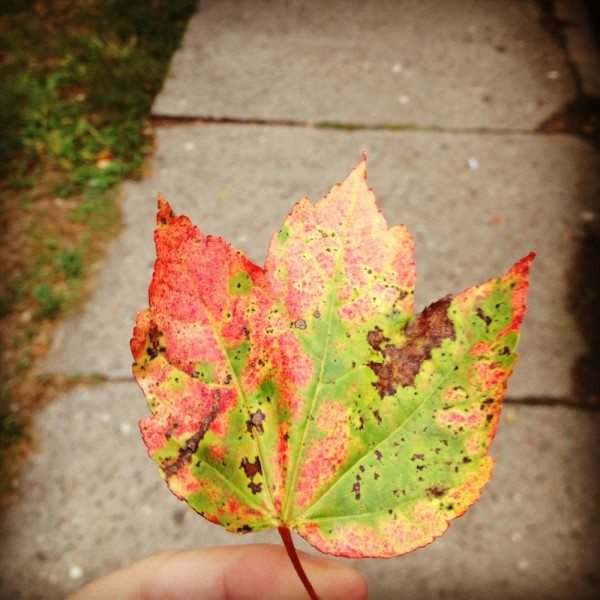 Fall leaf spotted 8/27/13