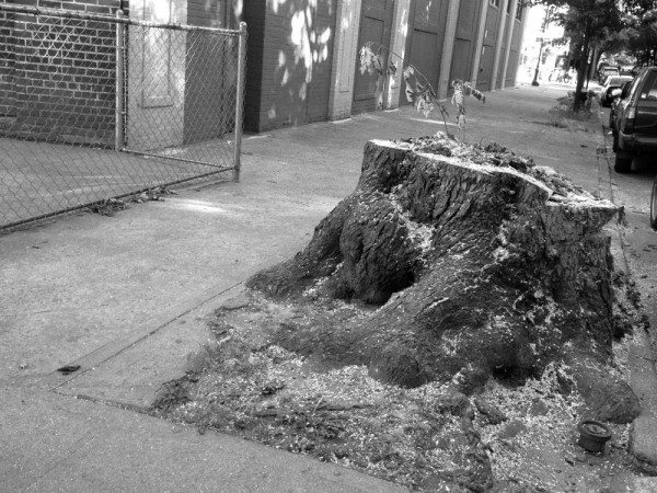 Stump on Rugby near Newkirk