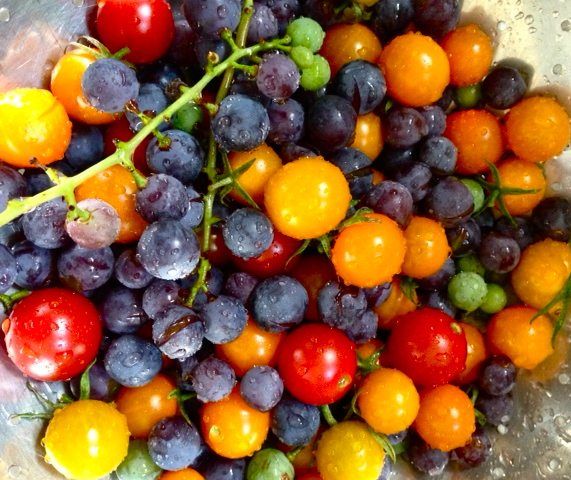 fiske terrace harvest by nancy beranbaum