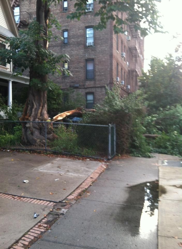 tree branch down on beverley and e 5th by Craig Raphael