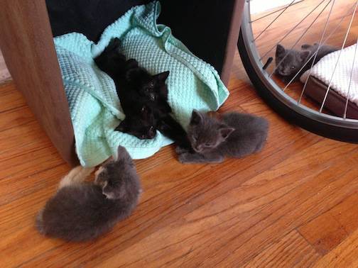 Help Neighbors Offset Costs Of Huge TNR Program, And Maybe Even Get Yourself A Kitten