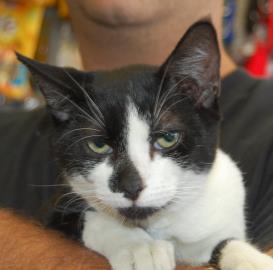 Adopt Owen The Cat From Sean Casey Animal Rescue!