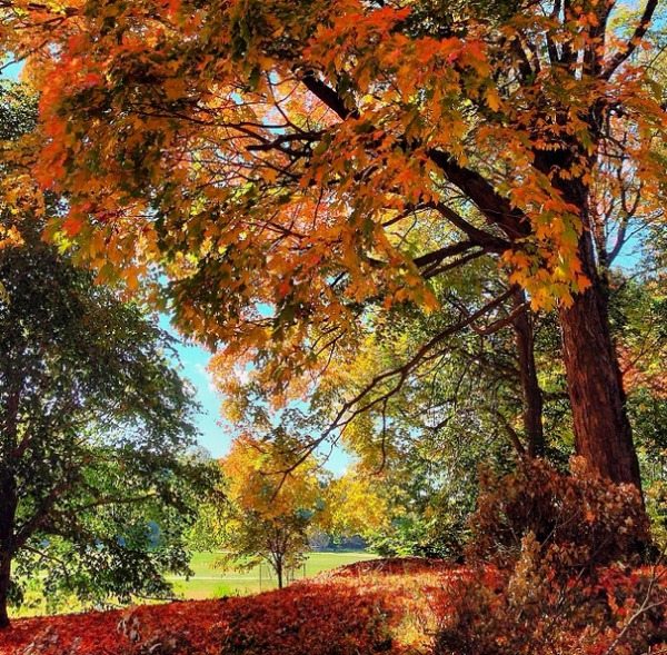 Photo Of The Day: Autumn In Prospect Park