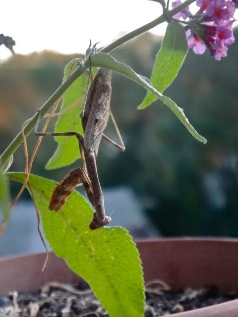 praying mantis by stephanie schapira