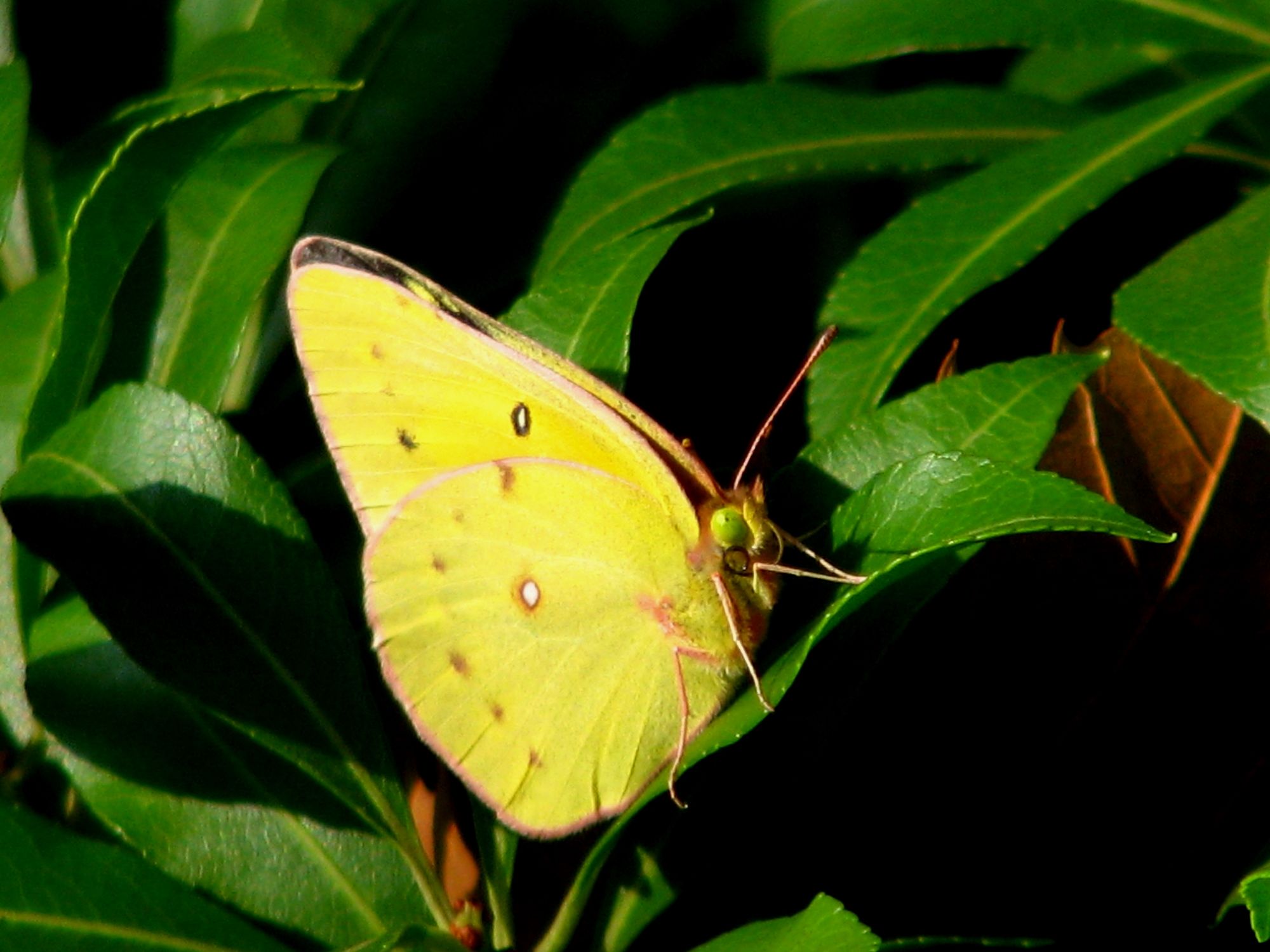 butterfly by marketa jefferson