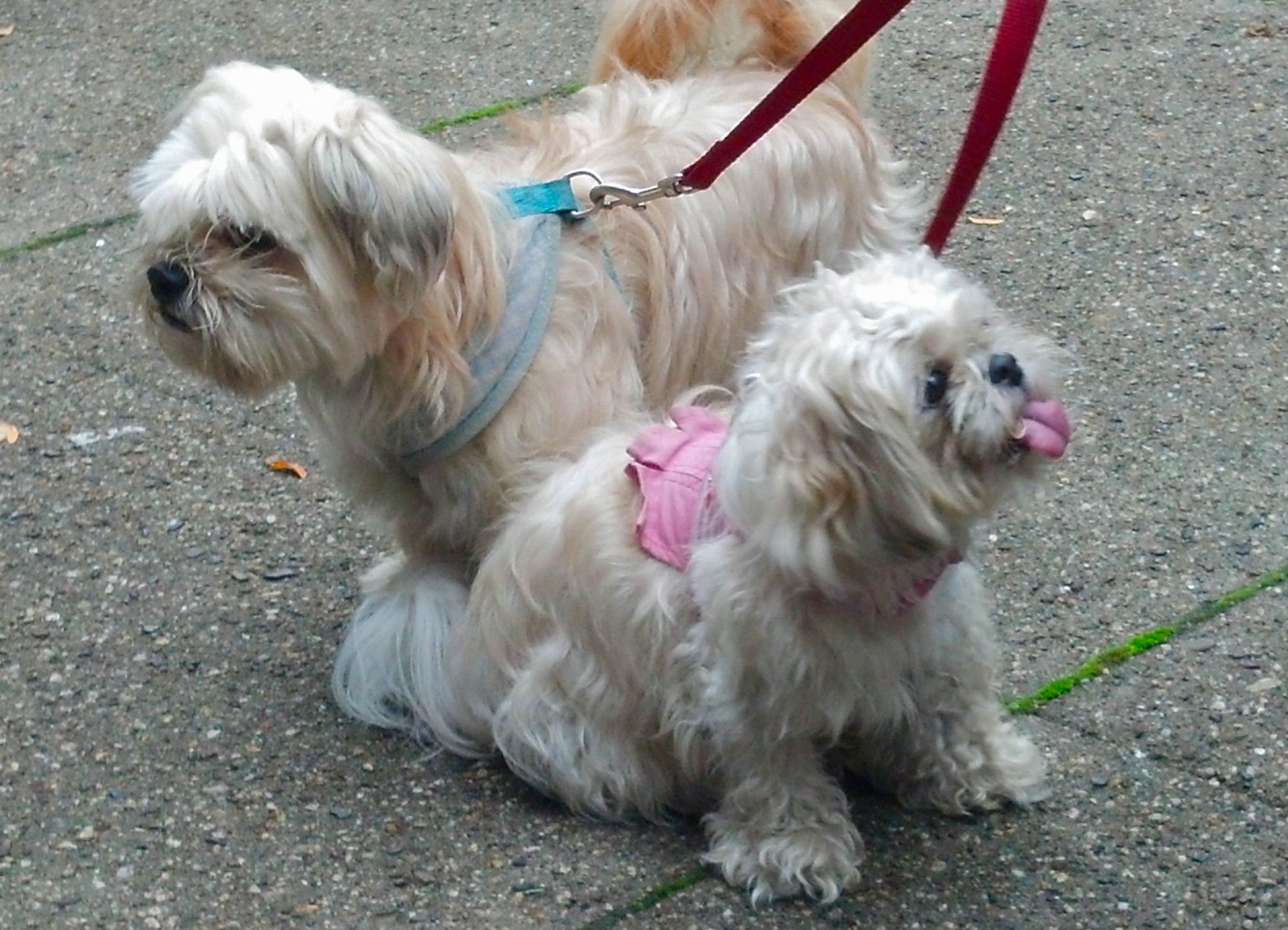 blessing of the animals dogs by lauren collins