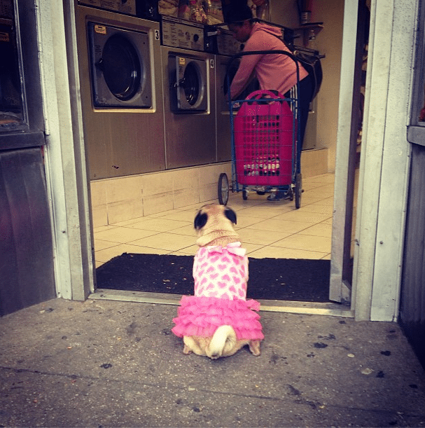 ballerina pug dog via ditmasparkcorner