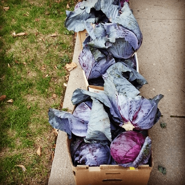 csa cabbage by belledivine