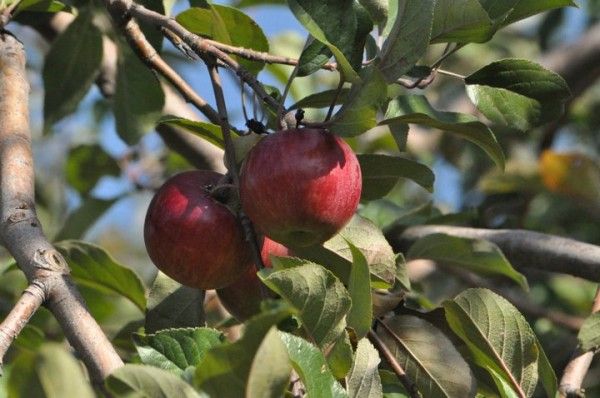 apple picking at wilklow orchards