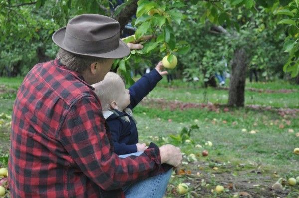 applewood orchards grabbing apple off tree