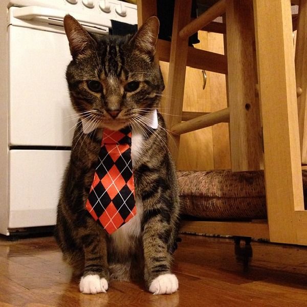 cat in a tie