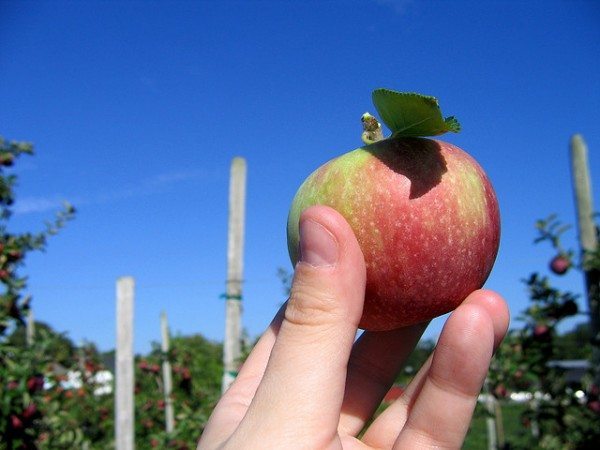 Apple Picking