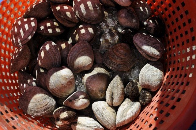 Clams at the Cortelyou Greenmarket