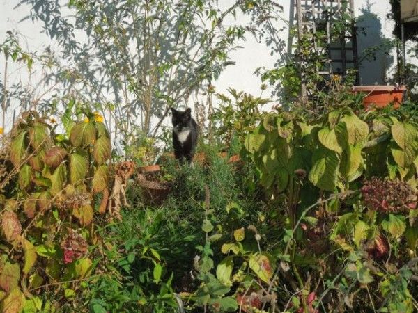 cat in grass by jole