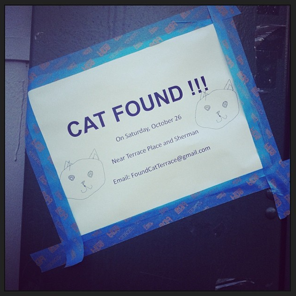 Did You Lose A Cat?