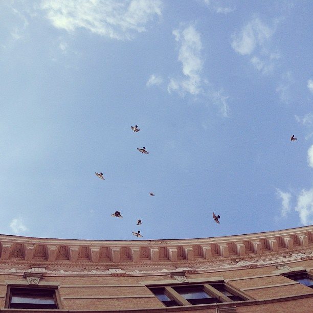 Photo Of The Day: Pigeons