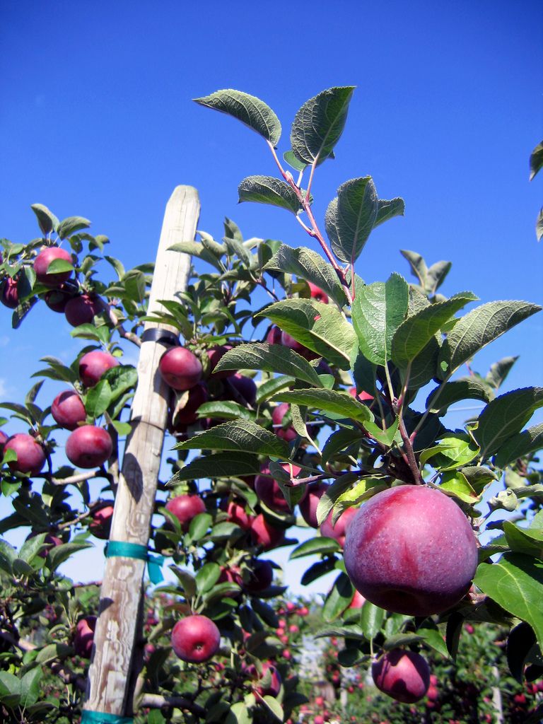 15 Apple Orchards Within A Two-Hour Drive