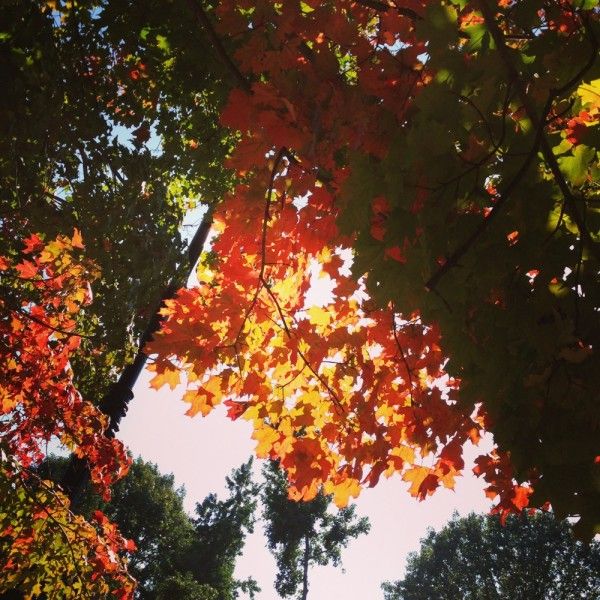 Autumn Leaves in Prospec Park by Glenda Z