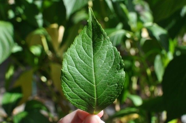 Green Leaf